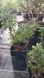 Кипарисовик Булевард (Chamaecyparis pisifera Boulevard) 2х летний С1 00012 фото 3
