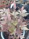 Тиарелла сердцелистная Pink Skyrocket (Tiarella cordifolia &bdquo;Pink Skyrocket&ldquo;) &mdash; декоративный многолетник для тени Р9 R2951 фото 3