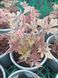 Тиарелла сердцелистная Pink Skyrocket (Tiarella cordifolia &bdquo;Pink Skyrocket&ldquo;) &mdash; декоративный многолетник для тени Р9 R2951 фото 1