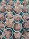Тиарелла сердцелистная Pink Skyrocket (Tiarella cordifolia &bdquo;Pink Skyrocket&ldquo;) &mdash; декоративный многолетник для тени Р9 R2951 фото 5