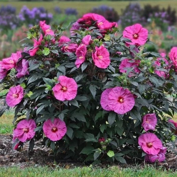 Гибискус травянистый Саммерифик Берри Авесом. (Hibiscus Summerific&reg; Berry Awesome) CS2606 фото