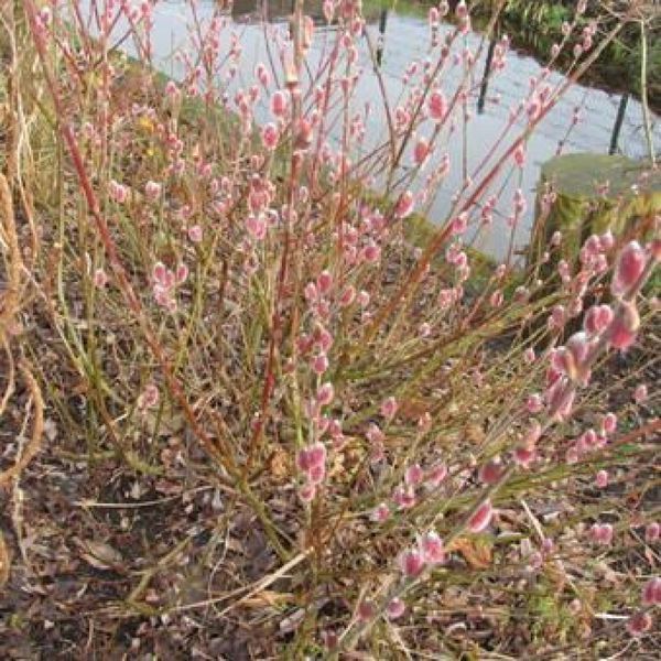Верба Японська рожева тонкостовпчикова Маунт Асо. (Salix gracilistyla Mount Aso) C3 V10084 фото