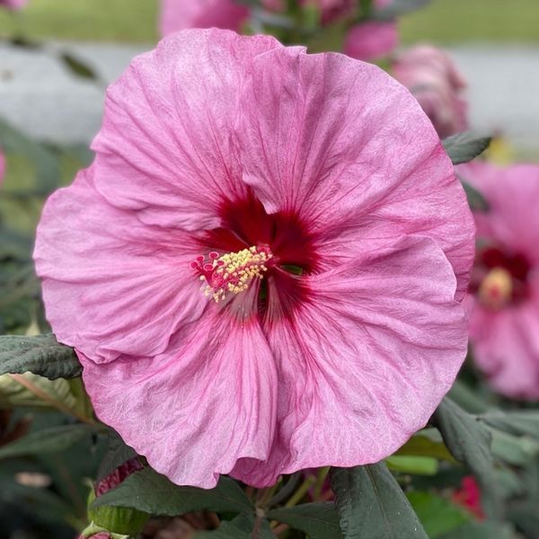 Гибискус травянистый Саммерифик Берри Авесом. (Hibiscus Summerific&reg; Berry Awesome) CS2606 фото