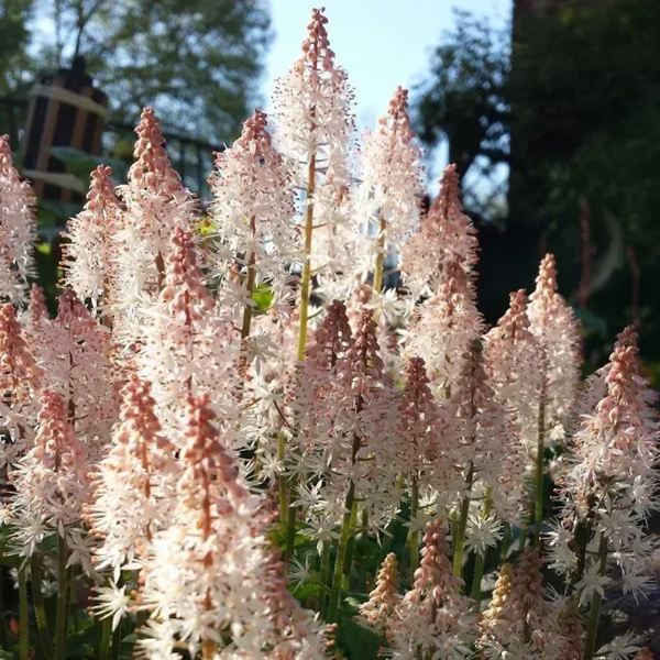 Тиарелла сердцелистная Pink Skyrocket (Tiarella cordifolia &bdquo;Pink Skyrocket&ldquo;) &mdash; декоративный многолетник для тени Р9 R2951 фото