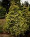 Кипарисовик тупой Тсатсуми Голд. (Chamaecyparis obtusa Tsatsumi Gold) С3 CS2153 фото 5