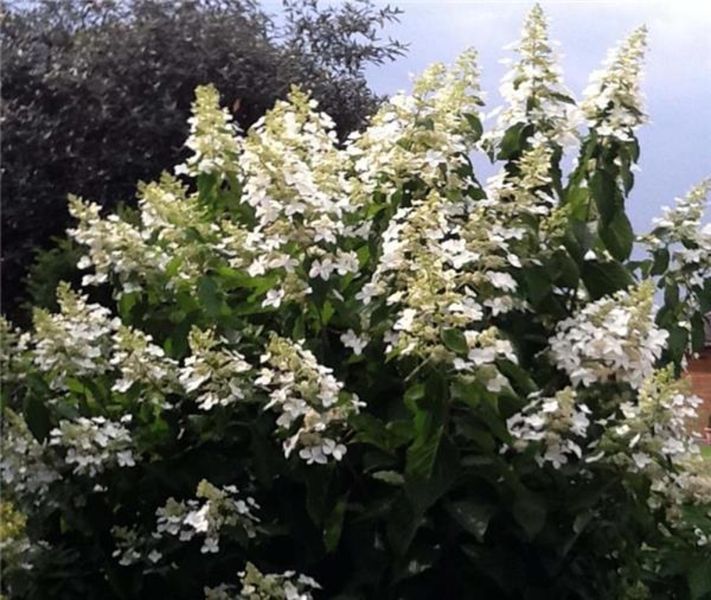 Гортензія волотиста Октоубер Брайд. (Hydrangea paniculata October Bride) ШТАМБ CS2706 фото