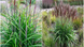 Мискантус китайский &laquo;Пикколо Рубино&raquo; &ndash; Miscanthus sinensis &lsquo;Piccolo Rubino&rsquo; (высота 40&ndash;60 см, горшок 3 л V10420 фото 2