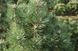 Сосна горная Колумбо. (Pinus mugo Columbo) С35 CS2353 фото 2
