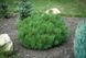 Сосна горная Мугус. (Pinus mugo var. Mughus) С1,5 CS2303 фото 2