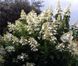 Гортензія волотиста Октоубер Брайд. (Hydrangea paniculata October Bride) ШТАМБ CS2706 фото 2