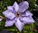 Клематис Миосотис. (Clematis Myosotis) В КОНТЕЙНЕРЕ 3-х ЛЕТКА CS1726 фото 2