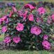 Гибискус травянистый Саммерифик Берри Авесом. (Hibiscus Summerific&reg; Berry Awesome) CS2606 фото 2