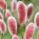 Верба Японська рожева тонкостовпчикова Маунт Асо. (Salix gracilistyla Mount Aso) C3 V10084 фото 1