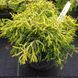 Кипарисовик тупой Тсатсуми Голд. (Chamaecyparis obtusa Tsatsumi Gold) С3 CS2153 фото 3