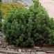 Сосна горная Мугус. (Pinus mugo var. Mughus) С1,5 CS2303 фото 3
