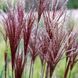 Мискантус китайский &laquo;Пикколо Рубино&raquo; &ndash; Miscanthus sinensis &lsquo;Piccolo Rubino&rsquo; (высота 40&ndash;60 см, горшок 3 л V10420 фото 1