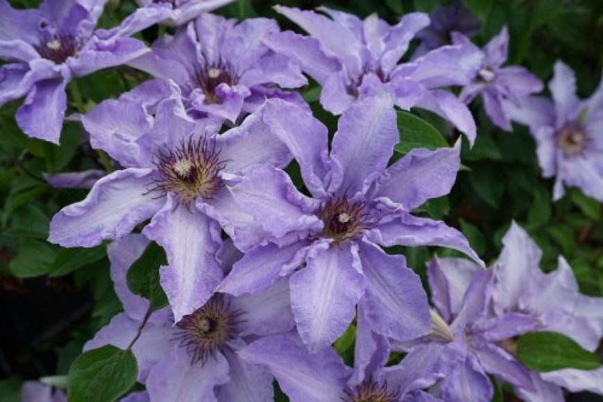 Клематис Миосотис. (Clematis Myosotis) В КОНТЕЙНЕРЕ 3-х ЛЕТКА