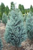 Можжевельник скальный Мунглоу. (Juniperus scopulorum Moonglow) С3 CS2204 фото
