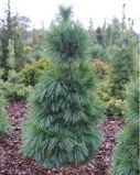 Сосна Шверіна Вітхорст. (Pinus schwerinii Wiethorst) С10 висота 50-55см R3145 фото