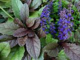 Живучка ползучая Ajuga reptans, декоративная многолетняя почвопокровная Р9 V68045 фото