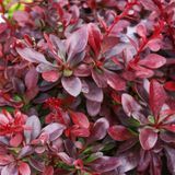 Барбарис тунберга Атропурпуреа Нана. (Berberis thunbergii Atropurpurea nana) С3 CS2507 фото