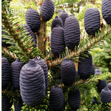 Ялиця корейська (Abies koreana) на Штамбі. Висота штамба 70см, висота рослини 1м. діаметр крони 70см R02745 фото