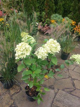 Гортензія волотиста Лаймлайт. (Hydrangea paniculata Limelight) C3 4річна V10815 фото