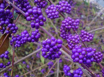 Каликарпа Бодиньера профьюжн/Красивоплодник. (Callicarpa bodinieri Profusion) С3 CS2454 фото