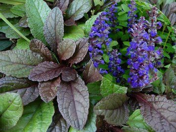 Живучка повзуча Ajuga reptans, декоративна багаторічна ґрунтопокривна Р9 V68045 фото