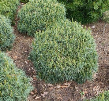 Сосна Веймутова Грин Твист. (Pinus strobus Green Twist) С5 CS2304 фото