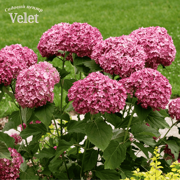 Гортензия древовидная Пинк Анабель. (Hydrangee arborescens Pink Annabelle) С3 V10085 фото
