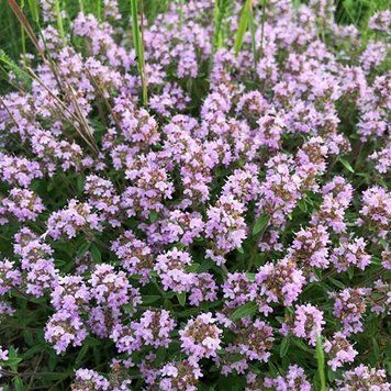 Чабрец/тимьян ползучий Ранний Монтана (Thymus serpyllum) Р9