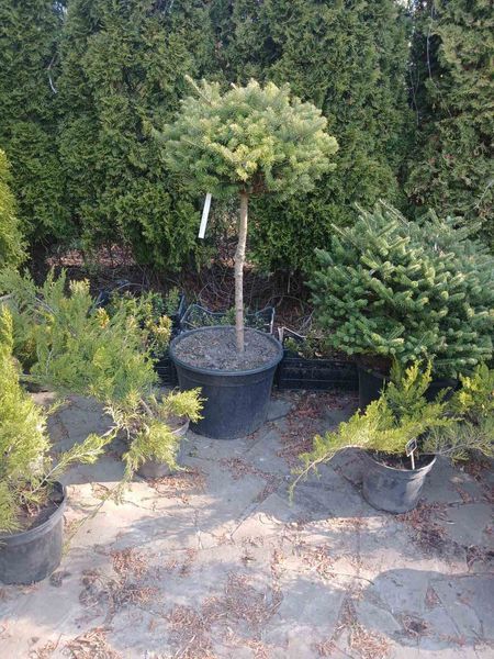 Ялиця корейська (Abies koreana) на Штамбі. Висота штамба 70см, висота рослини 1м. діаметр крони 70см R02745 фото