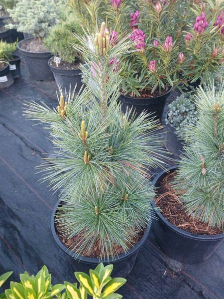 Сосна Шверина Витхорст. (Pinus schwerinii Wiethorst) С10 высота 50-55см R3145 фото