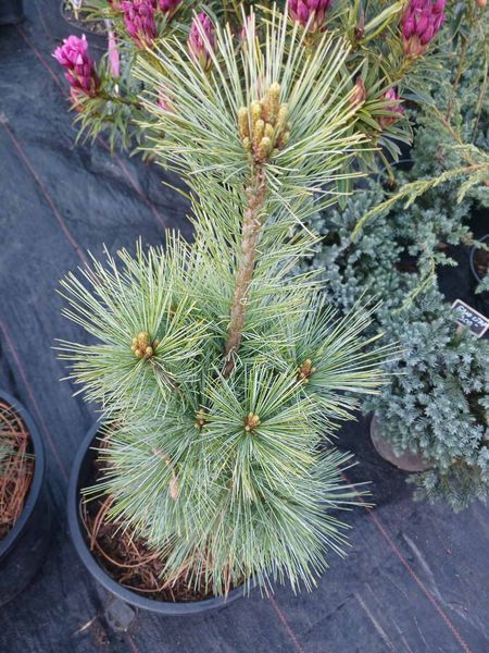 Сосна Шверина Витхорст. (Pinus schwerinii Wiethorst) С10 высота 50-55см R3145 фото