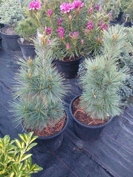 Сосна Шверина Витхорст. (Pinus schwerinii Wiethorst) С10 высота 50-55см R3145 фото