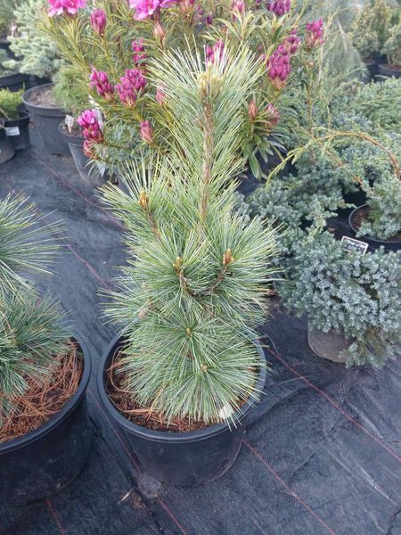 Сосна Шверина Витхорст. (Pinus schwerinii Wiethorst) С10 высота 50-55см R3145 фото