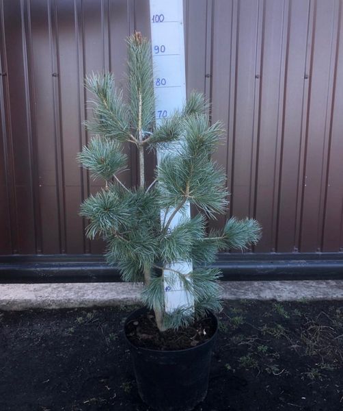 Сосна мелкоцветковая Блуер Энджел. (Pinus parviflora Blauer Engel) C35 CS2354 фото