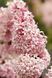 Бузок престон Міс Канада. (Syringa prestoniae Miss Canada) CS2957 фото 2