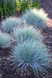 Овсяница сизая &lsquo;Intense Blue&rsquo; (Festuca glauca Intense Blue)  С1 V69387 фото 1