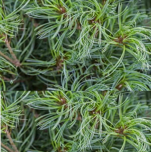 Сосна Веймутова Грин Твист. (Pinus strobus Green Twist) С5 CS2304 фото