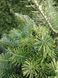 Ялиця корейська (Abies koreana) на Штамбі. Висота штамба 70см, висота рослини 1м. діаметр крони 70см R02745 фото 3