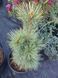 Сосна Шверина Витхорст. (Pinus schwerinii Wiethorst) С10 высота 50-55см R3145 фото 3