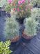 Сосна Шверина Витхорст. (Pinus schwerinii Wiethorst) С10 высота 50-55см R3145 фото 7