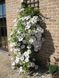 Клематис Сноу Квин/Снежная Королева. (Clematis Snow Queen) ІІ группа CS1727 фото 3