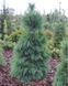 Сосна Шверина Витхорст. (Pinus schwerinii Wiethorst) С10 высота 50-55см R3145 фото 1