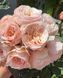 Роза Парадайз Біч. (Paradise Beach) Ч/Г CS1327 фото 6