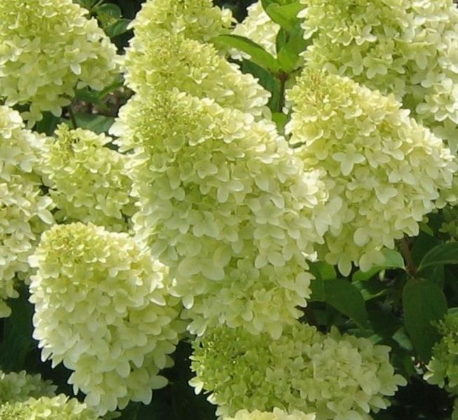 Гортензія волотиста Лаймлайт. (Hydrangea paniculata Limelight) C3 4річна V10815 фото