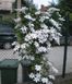 Клематис Сноу Квин/Снежная Королева. (Clematis Snow Queen) ІІ группа CS1727 фото 4