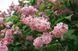 Бузок престон Міс Канада. (Syringa prestoniae Miss Canada) CS2957 фото 5